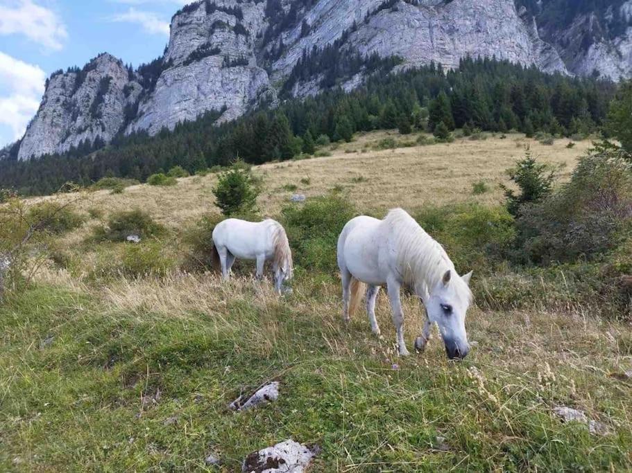 Studio Myrtilles Du Leman Vue Sur Lac Et Montagne Thollon-les-Memises Luaran gambar